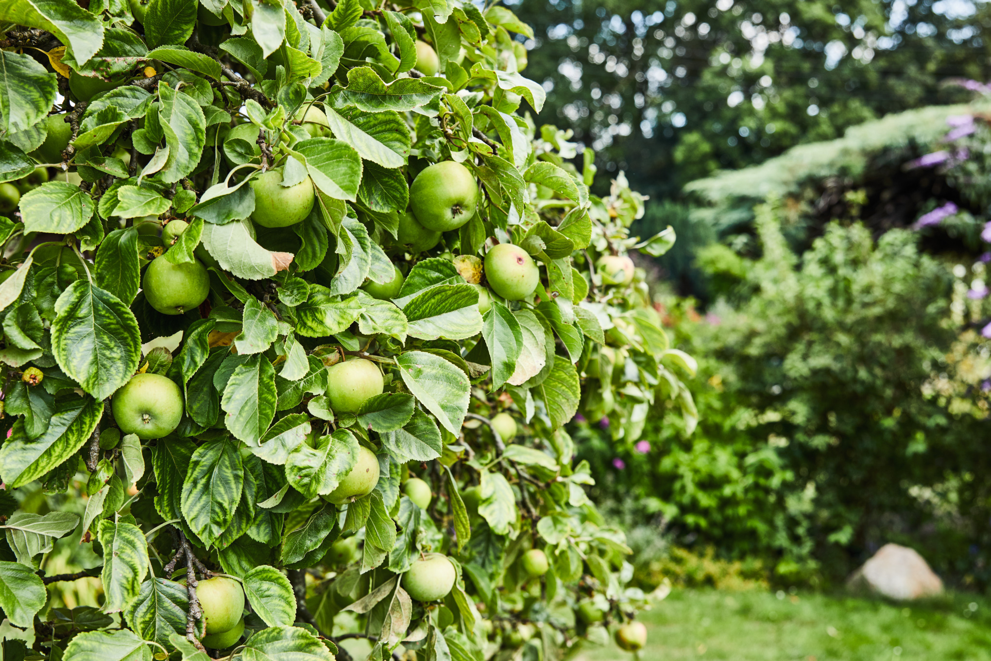 Appelboom met veel groene appels