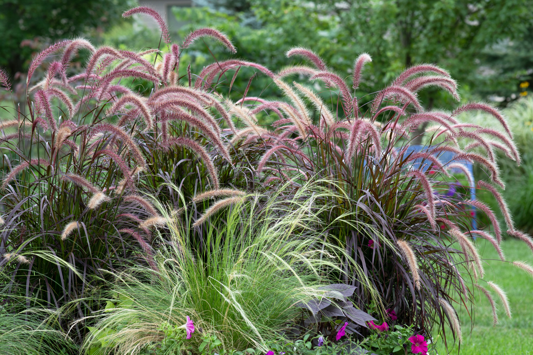 Siergras in rode en groene tinten in een tuin