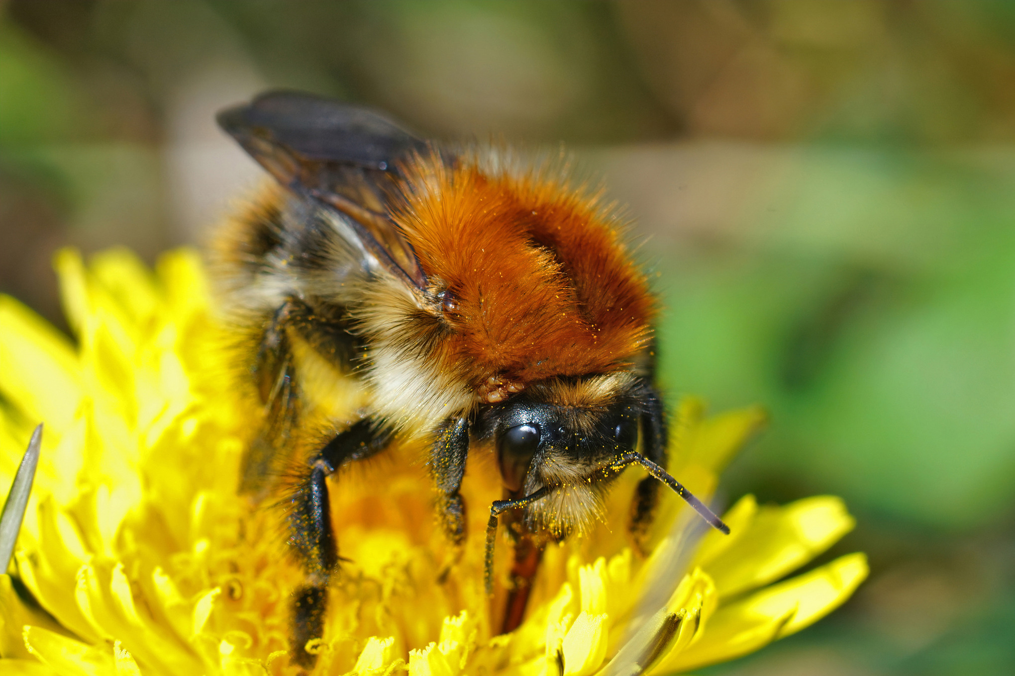 Close-up van een akkerhommel op een paardenbloem