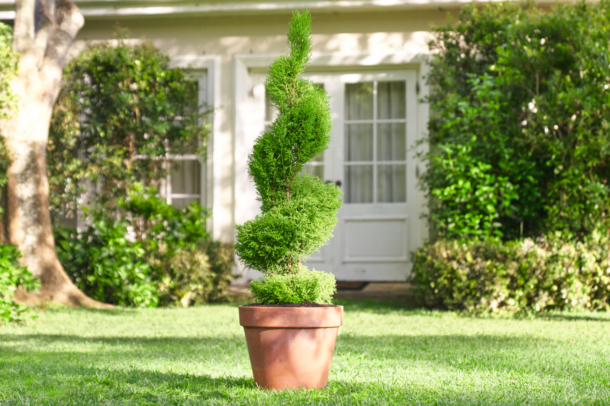 Buxus in spiraalvorm op het gazon van een tuinperceel