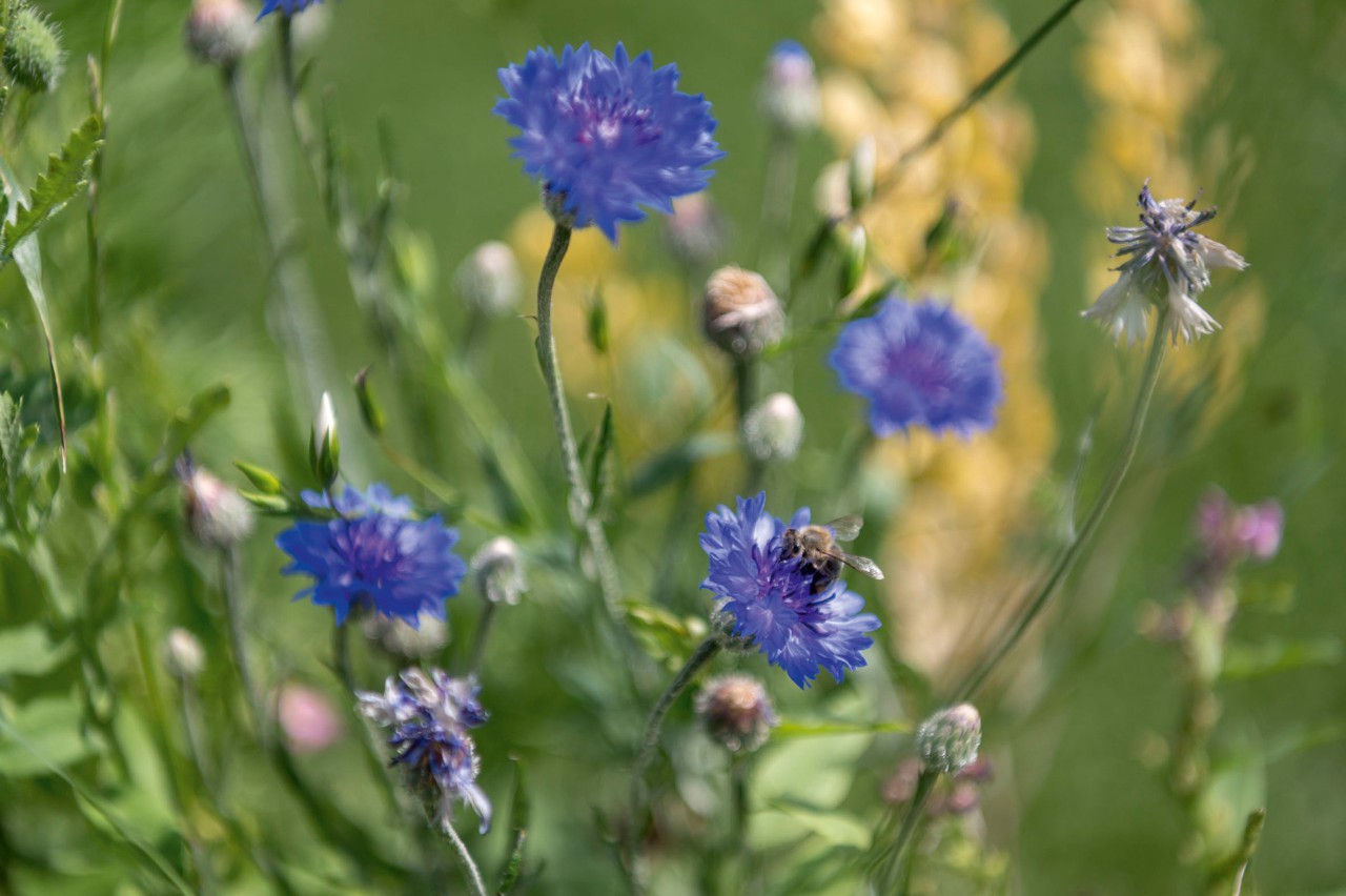 Close-up van felblauwe korenbloemen voor andere wilde bloemen