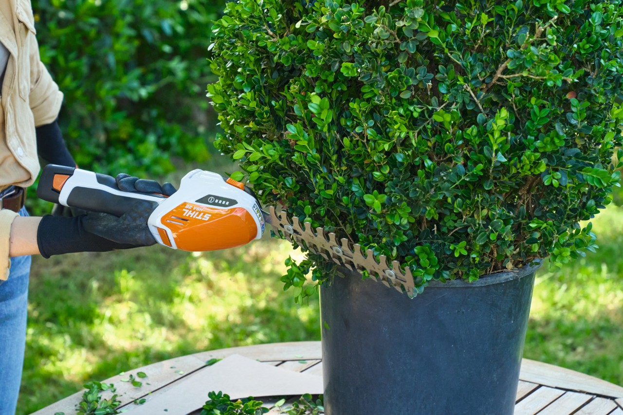 Kleine accu heggenschaar snoeit Buxus in vorm