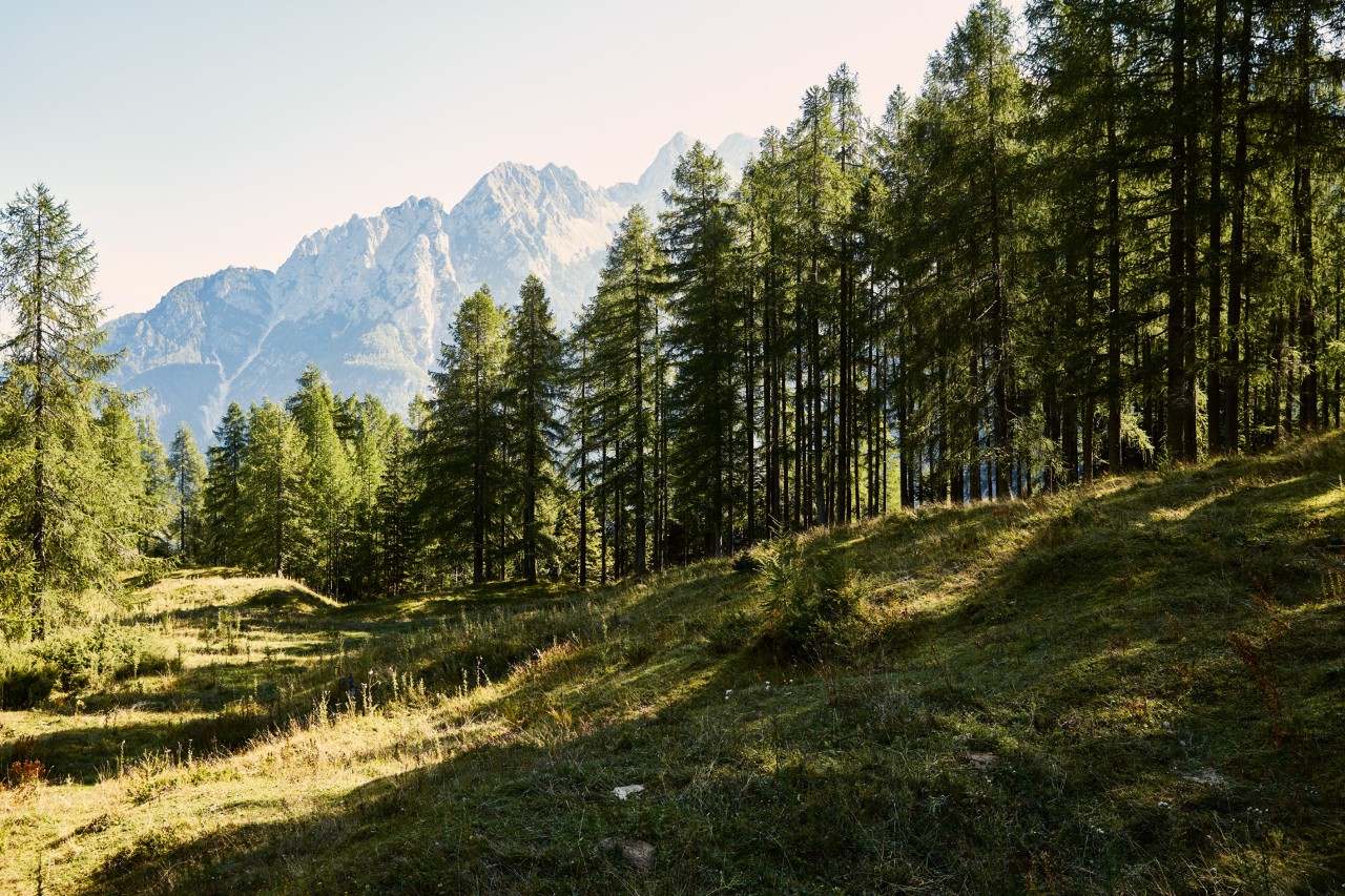 Forêt de conifères avec une prairie verte au premier plan et des montagnes en arrière-plan