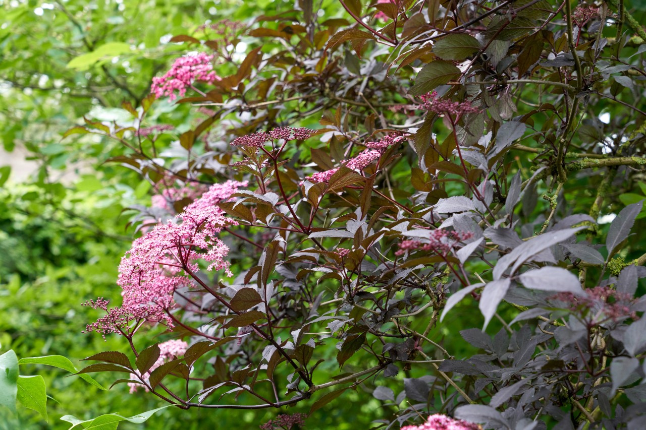 Gewone vlier in een tuin