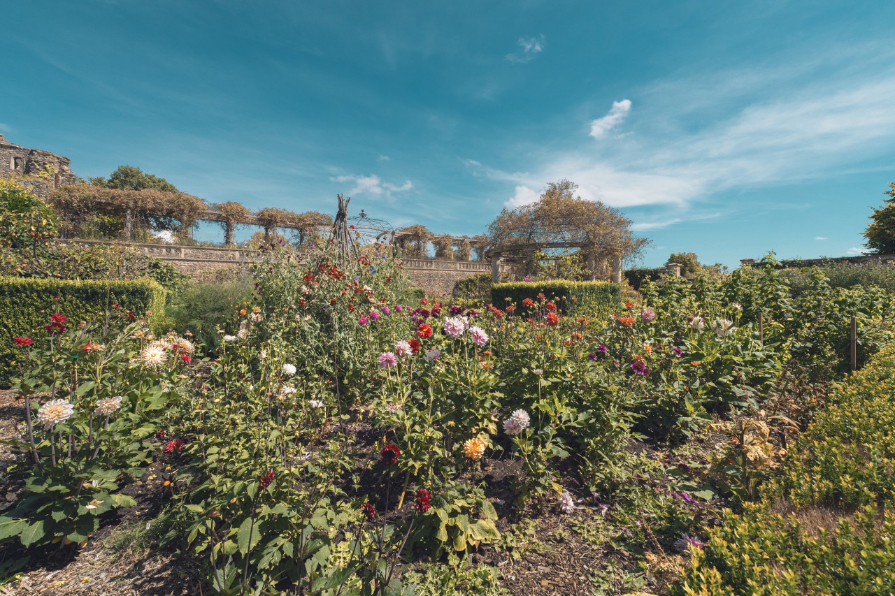 Wildgroei met rozen