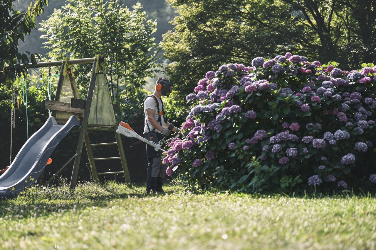 Een man met gehoor- en gezichtsbescherming staat met een STIHL bosmaaier voor een grote hortensiastruik 