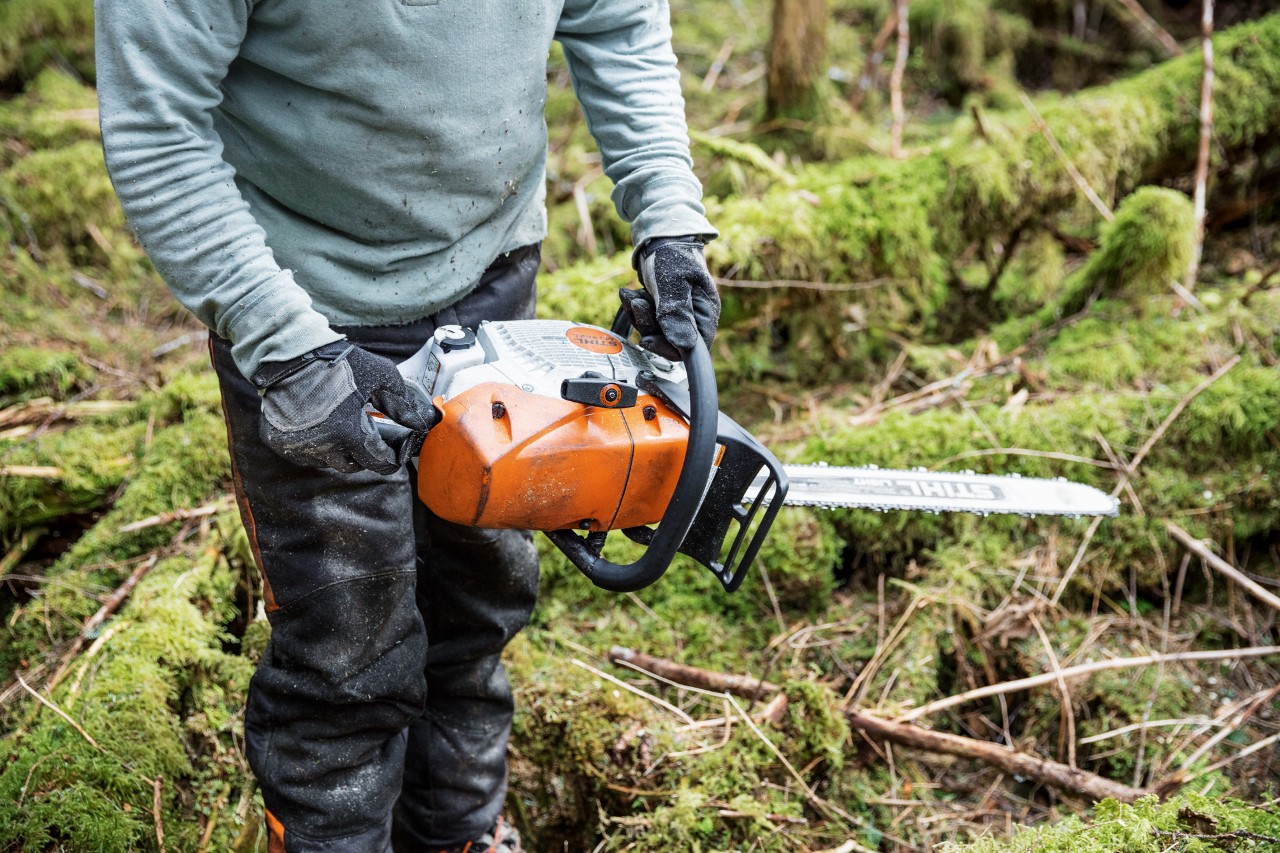 A STIHL MS 462 C-M petrol chainsaw with carburettor heater being carried among moss-covered tree trunks in a forestBenzin-Kettensäge MS 462 C-M mit Vergaserheizung im Wald zwischen moosbedeckten Baumstämmen