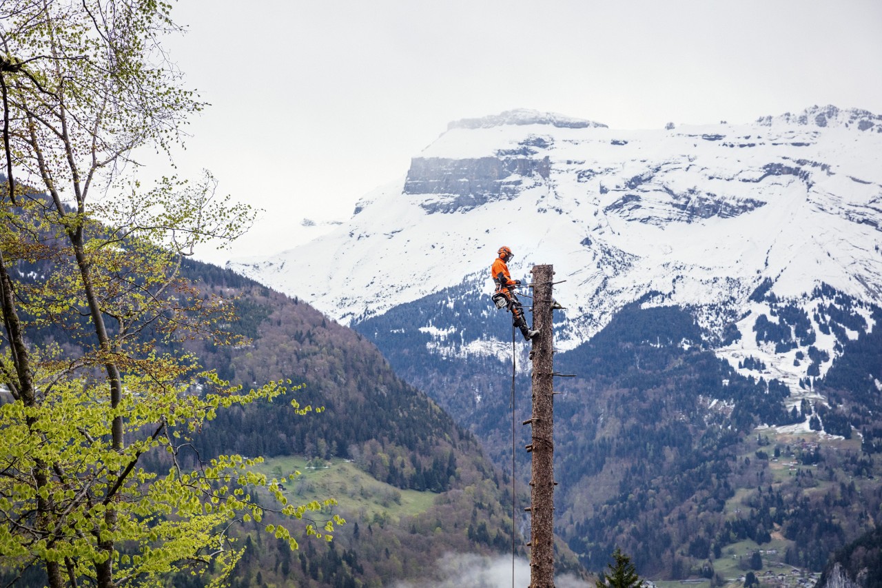 Arbeider in veiligheidsuitrusting van STIHL werkt gezekerd aan een hoge boomstam voor een bos en bergen