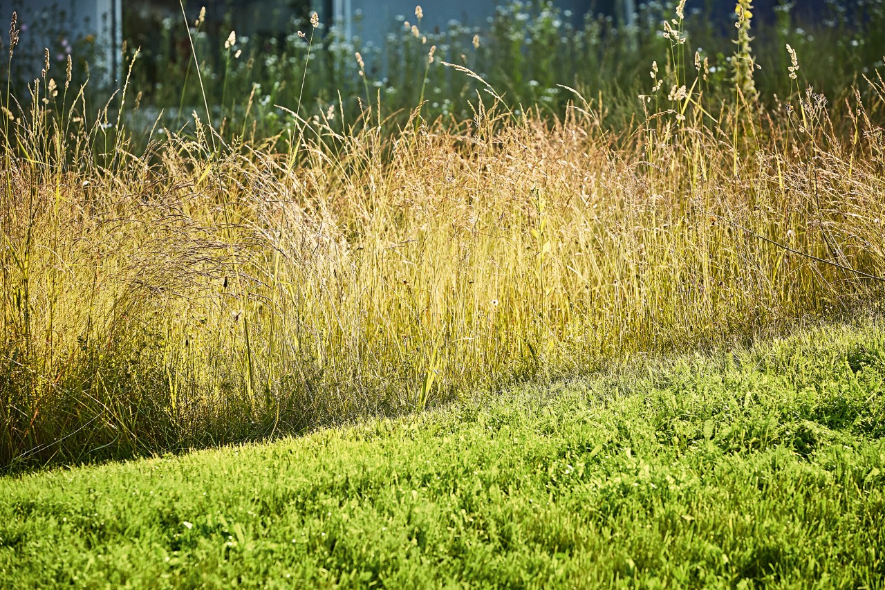 Met de bosmaaier gemaaid gras, op de achtergrond ongemaaid hoog gras.