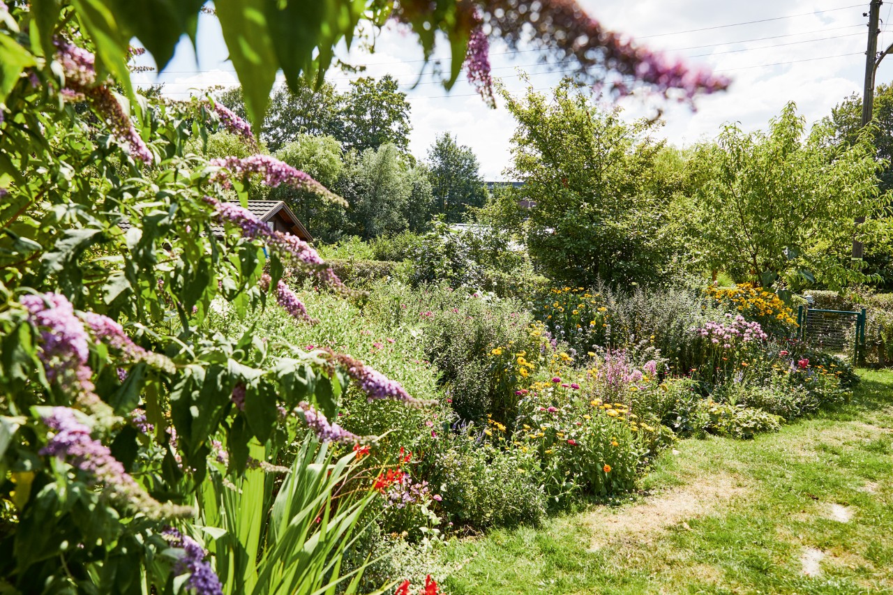 Groene, bijvriendelijke tuin met paarse sering