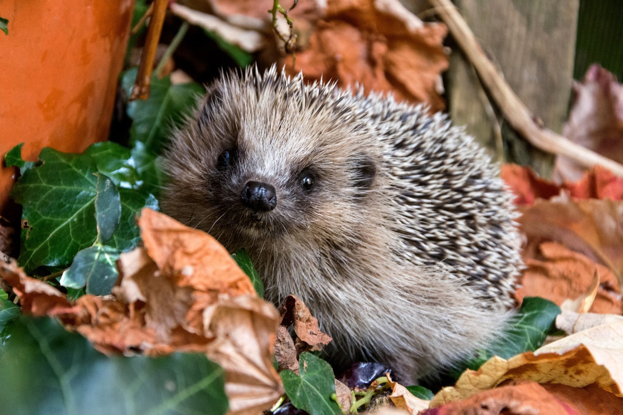 Egel onder herfstbladeren
