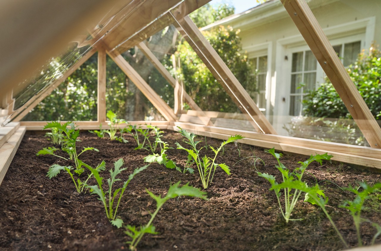 Binnenfoto van een afgedekt verhoogd bed met groeiende plantjes