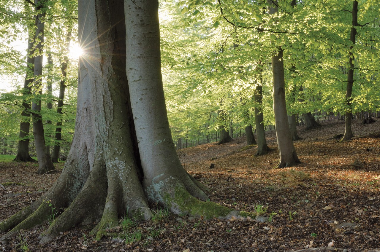 Loofbomen in een bos