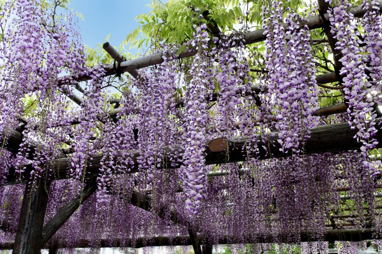 Houten pergola begroeid met blauweregen