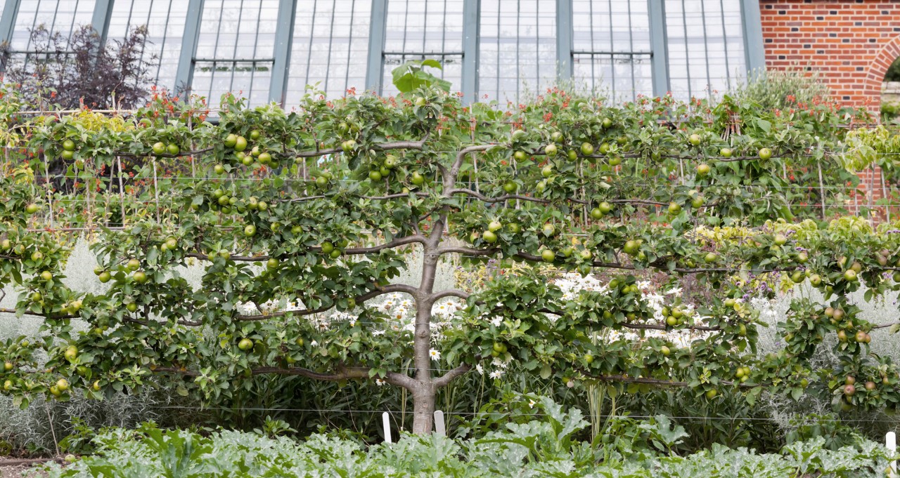 Appelboom aan een klimhulp van staalkabels