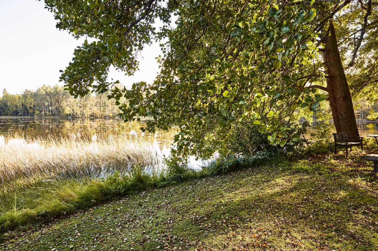 De oever van een meer op een heldere dag, met lange grassen en een volwassen boom