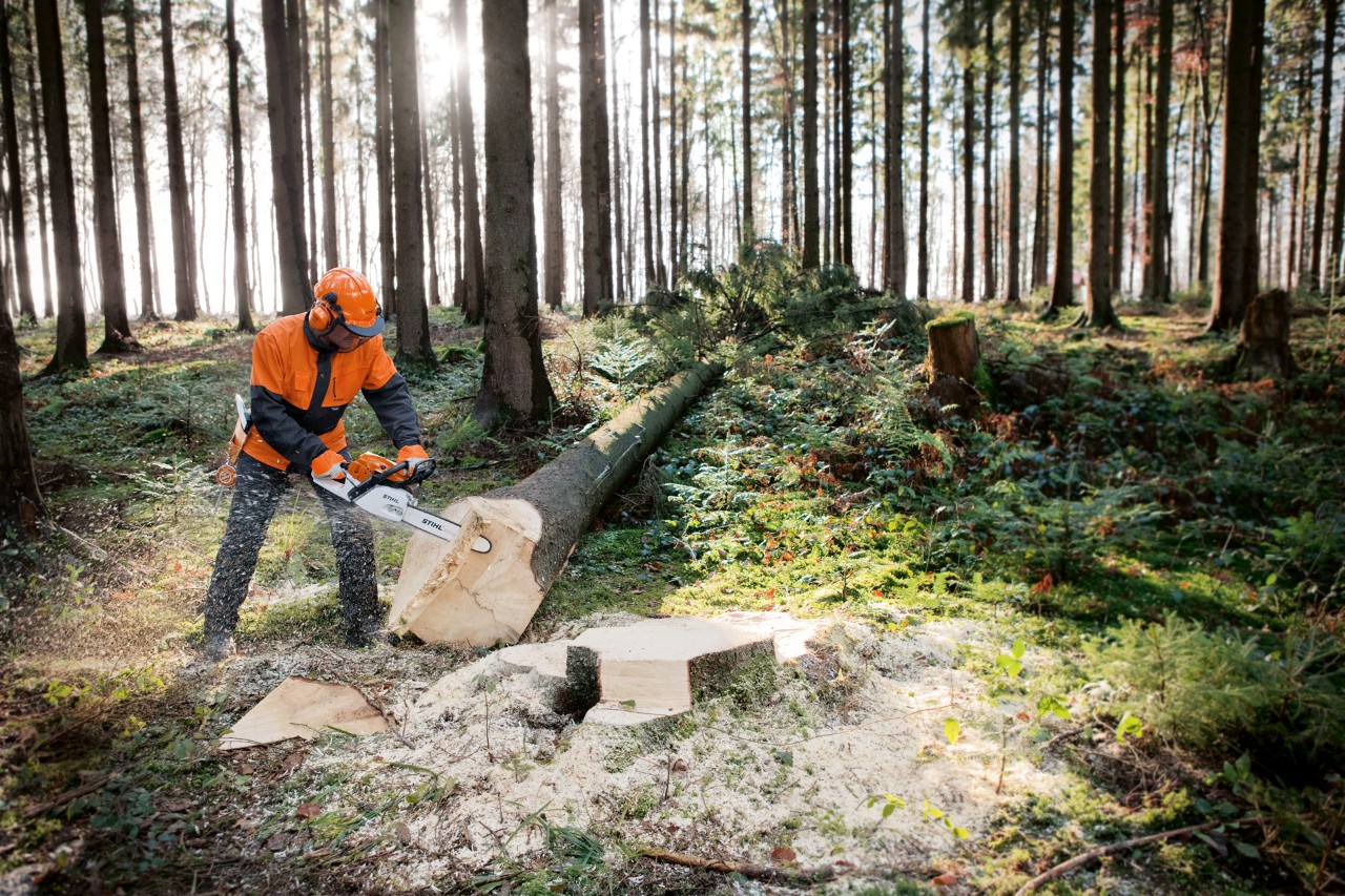 Een boomstam wordt bewerkt met een STIHL MS 261 benzinekettingzaag met M-Tronic en kettingsnelspanner