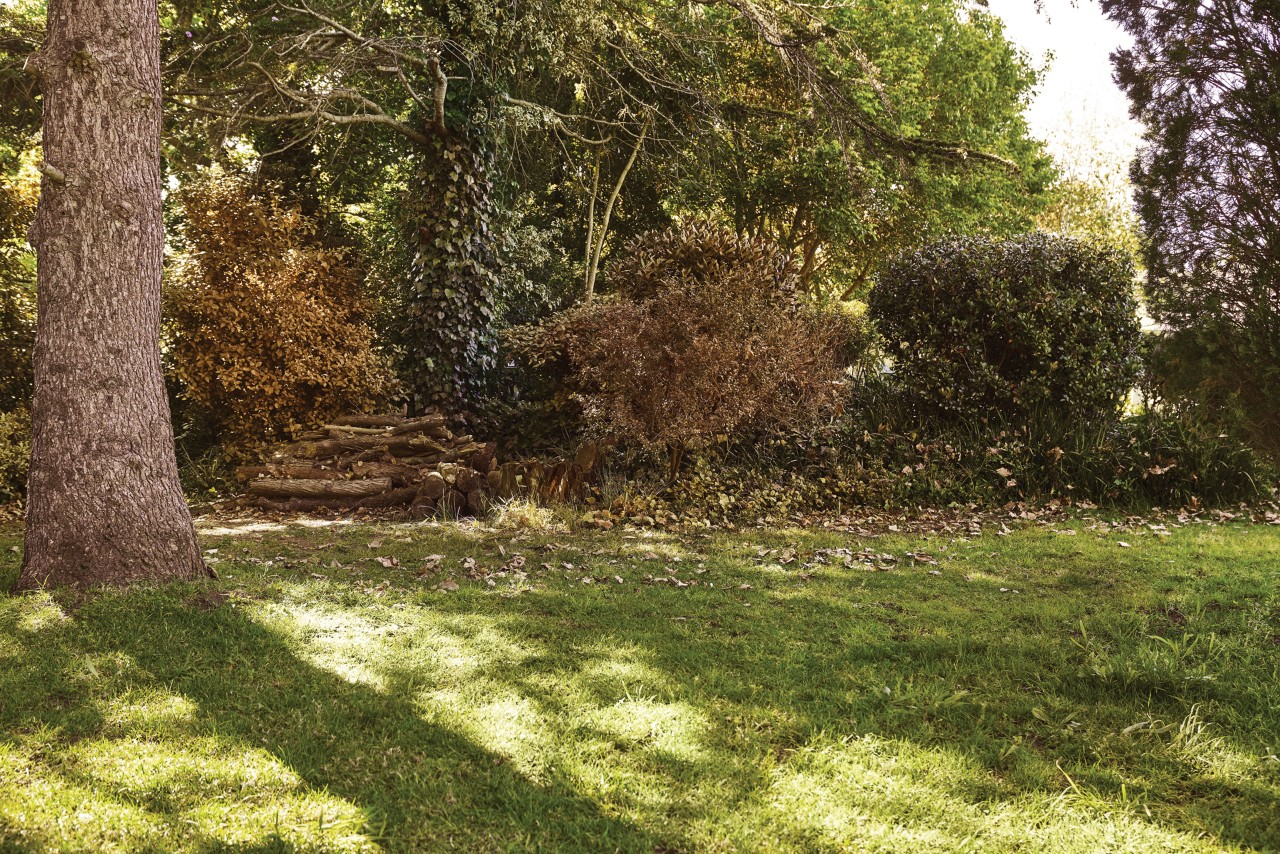 Een stuk gazon met een stapel hout wordt overschaduwd door bomen