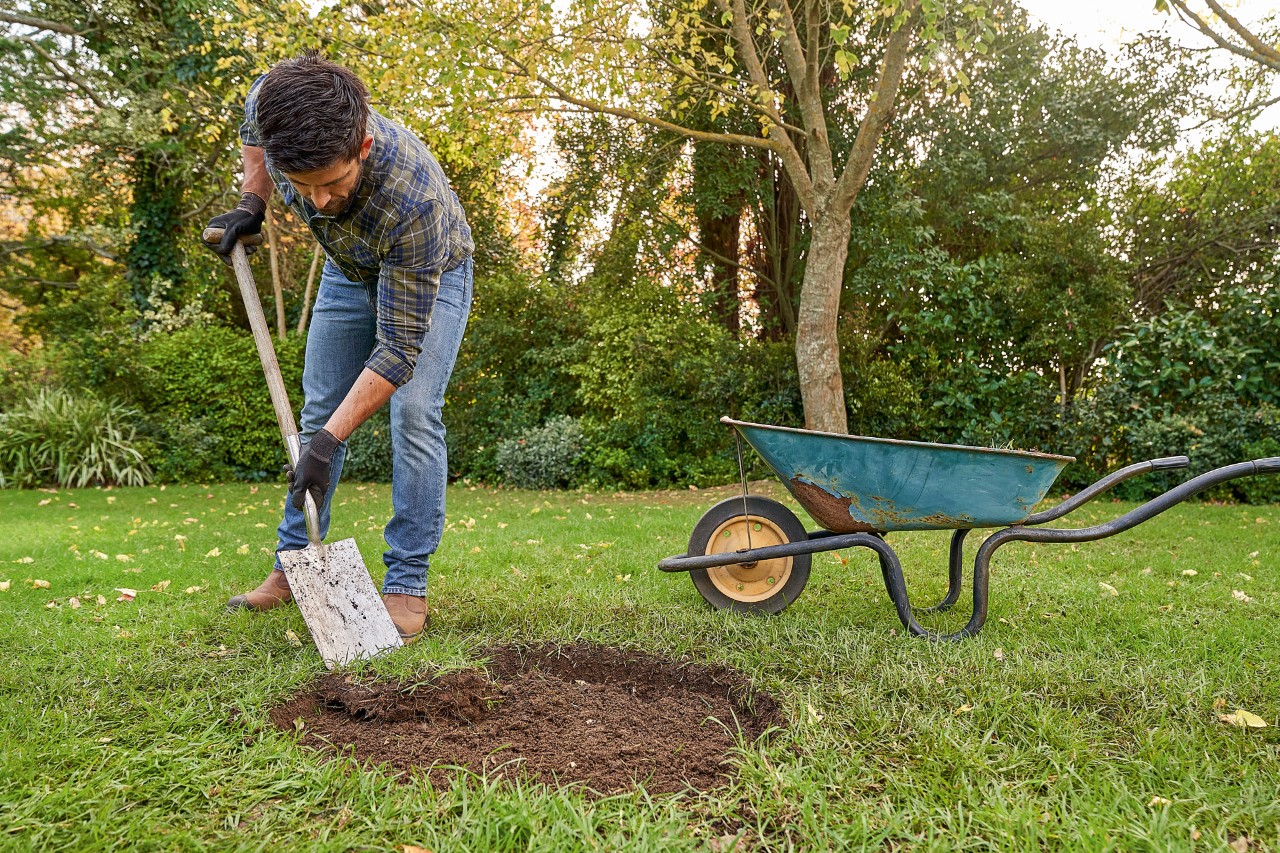 Een man met STIHL veiligheidshandschoenen verwijdert met de spade het gras om een boom in een plantgat te planten
