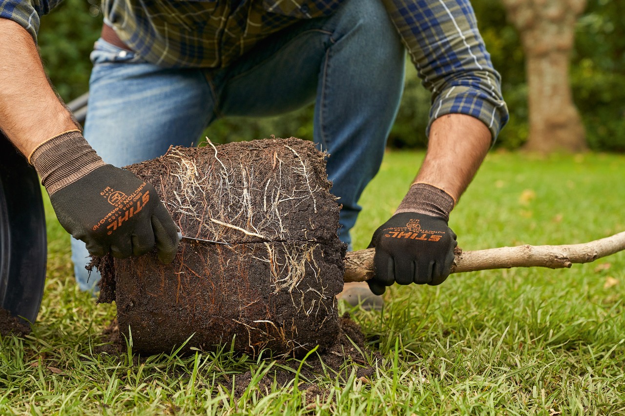 Een man met STIHL veiligheidshandschoenen snijdt de wortels van een potboom aan de buitenkant van de kluit
