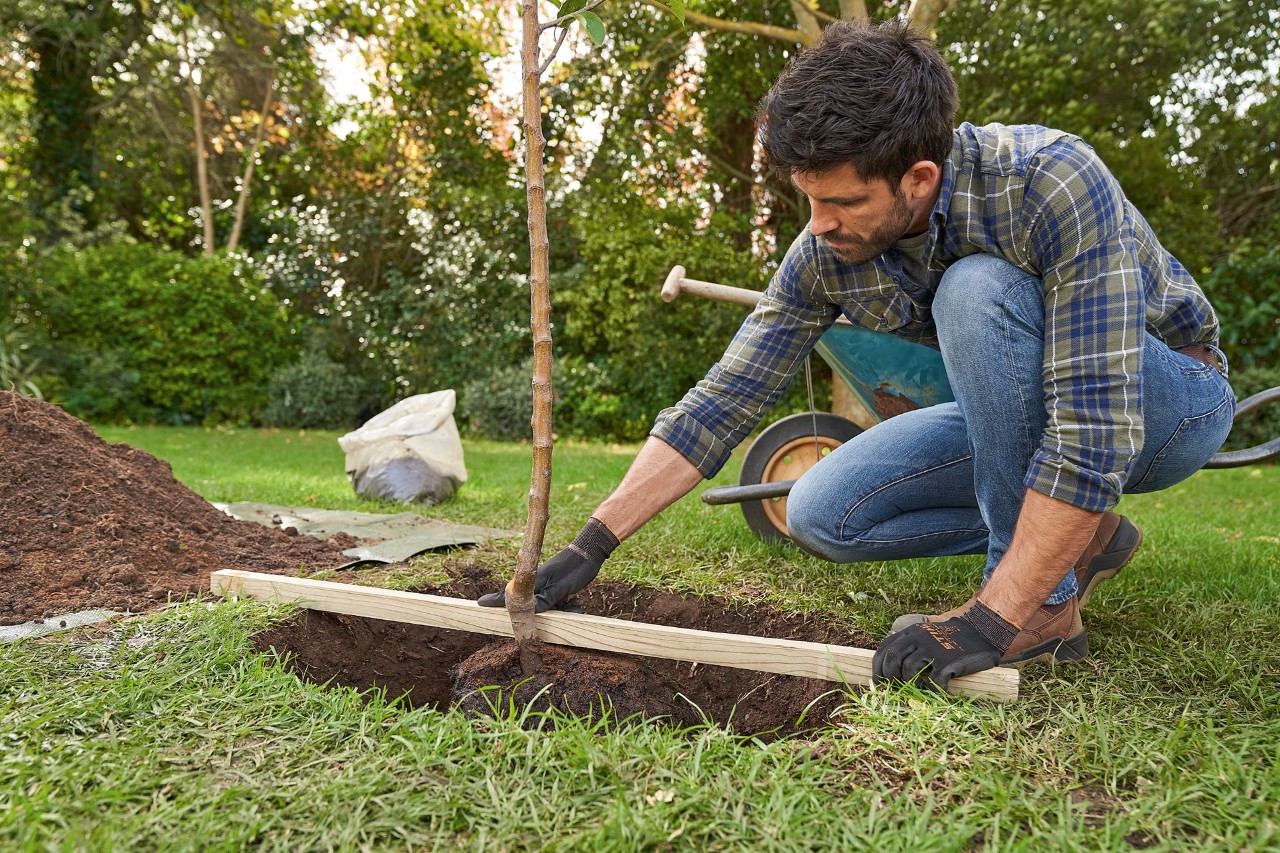 Een man met STIHL veiligheidshandschoenen plaats een boom midden in het plantgat, waarover hij een panlat legt