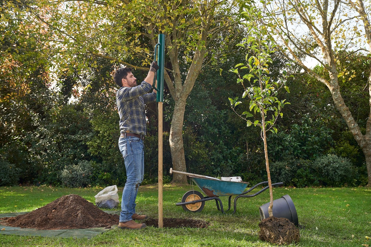 Een man plaatst een boompaal in de grond om een boom te planten