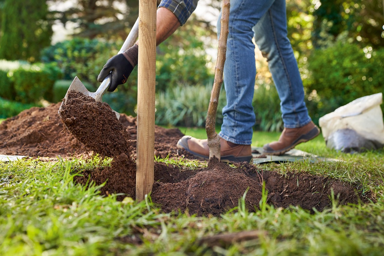 Een man met STIHL veiligheidshandschoenen vult bij het planten van een boom het plantgat op met potgrond