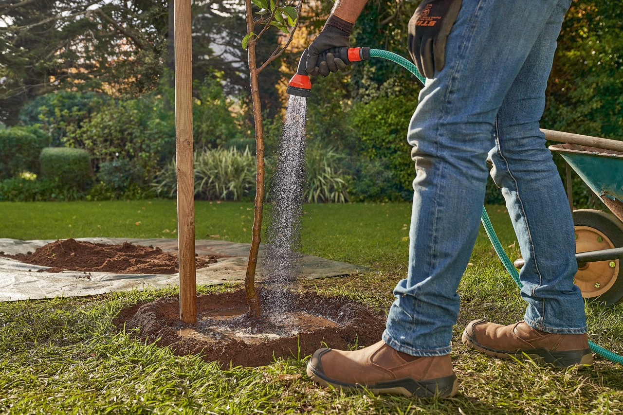 Een man besproeit de kuil rond een pas geplante boom met een tuinslang