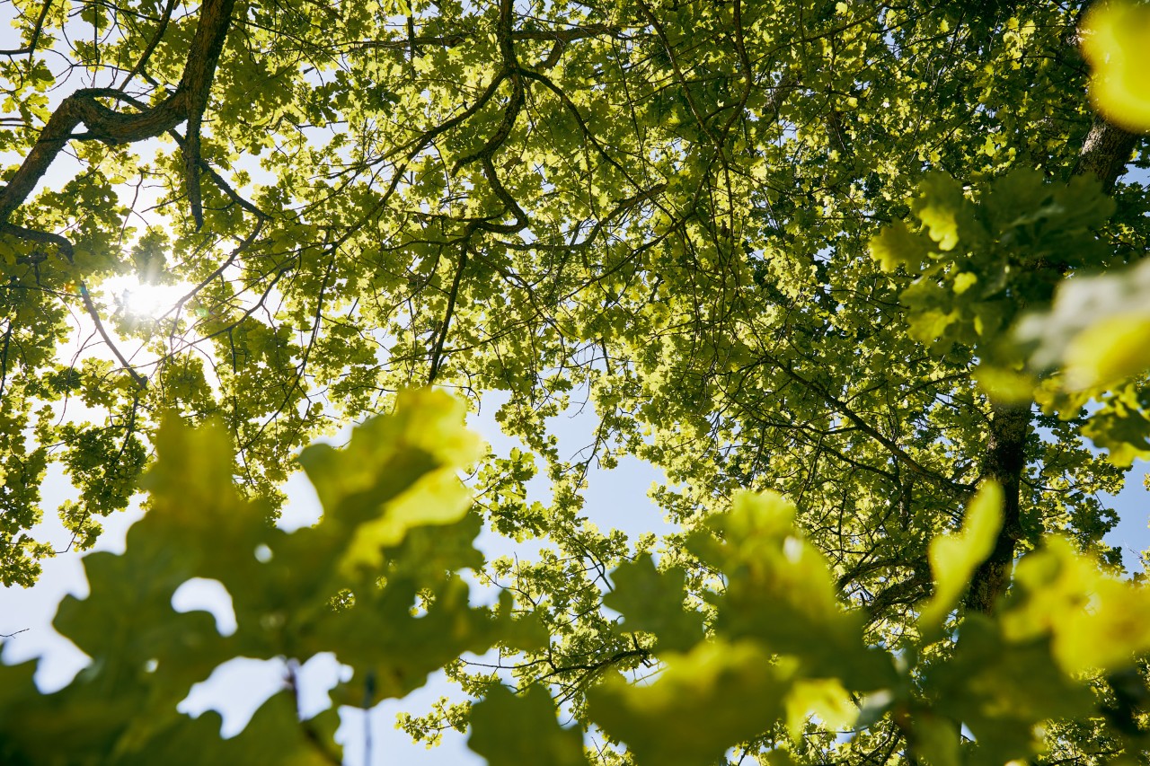 Zonlicht valt door het dichte, groene bladerdak van een boom
