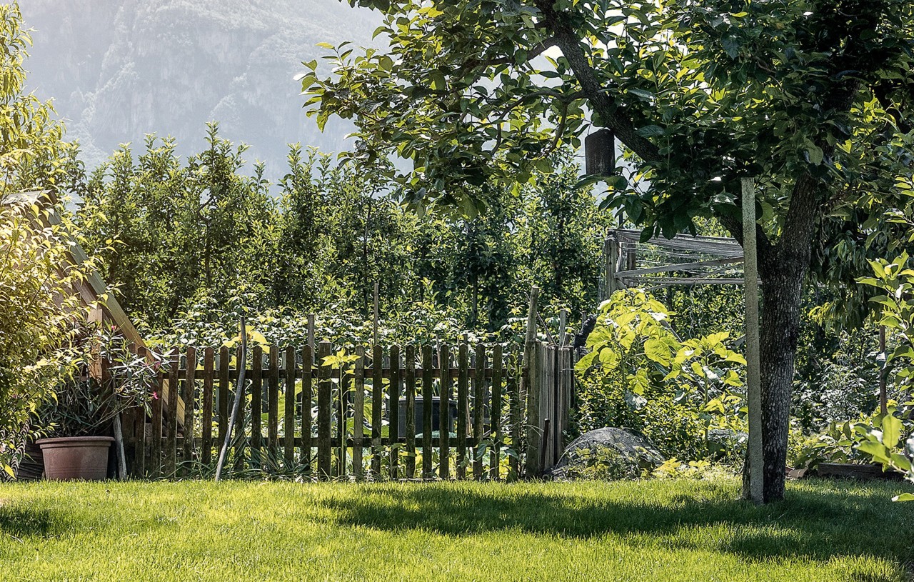 Boom naast tuinhek in een verzorgde, kleine tuin 