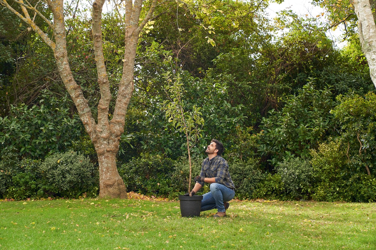 Een man knielt in de tuin naast een te planten potboom en bekijkt deze