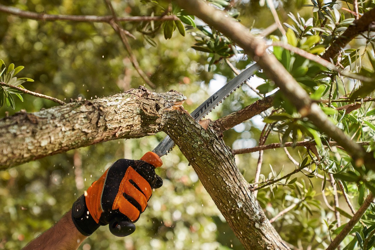 Iemand met STIHL veiligheidshandschoenen zaagt met een STIHL zaag een tak van een loofboom af