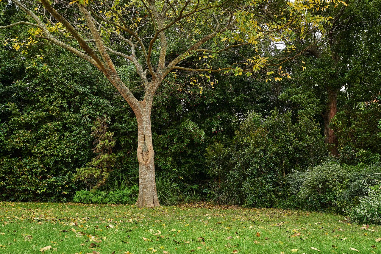 Loofboom in een tuin in de herfst