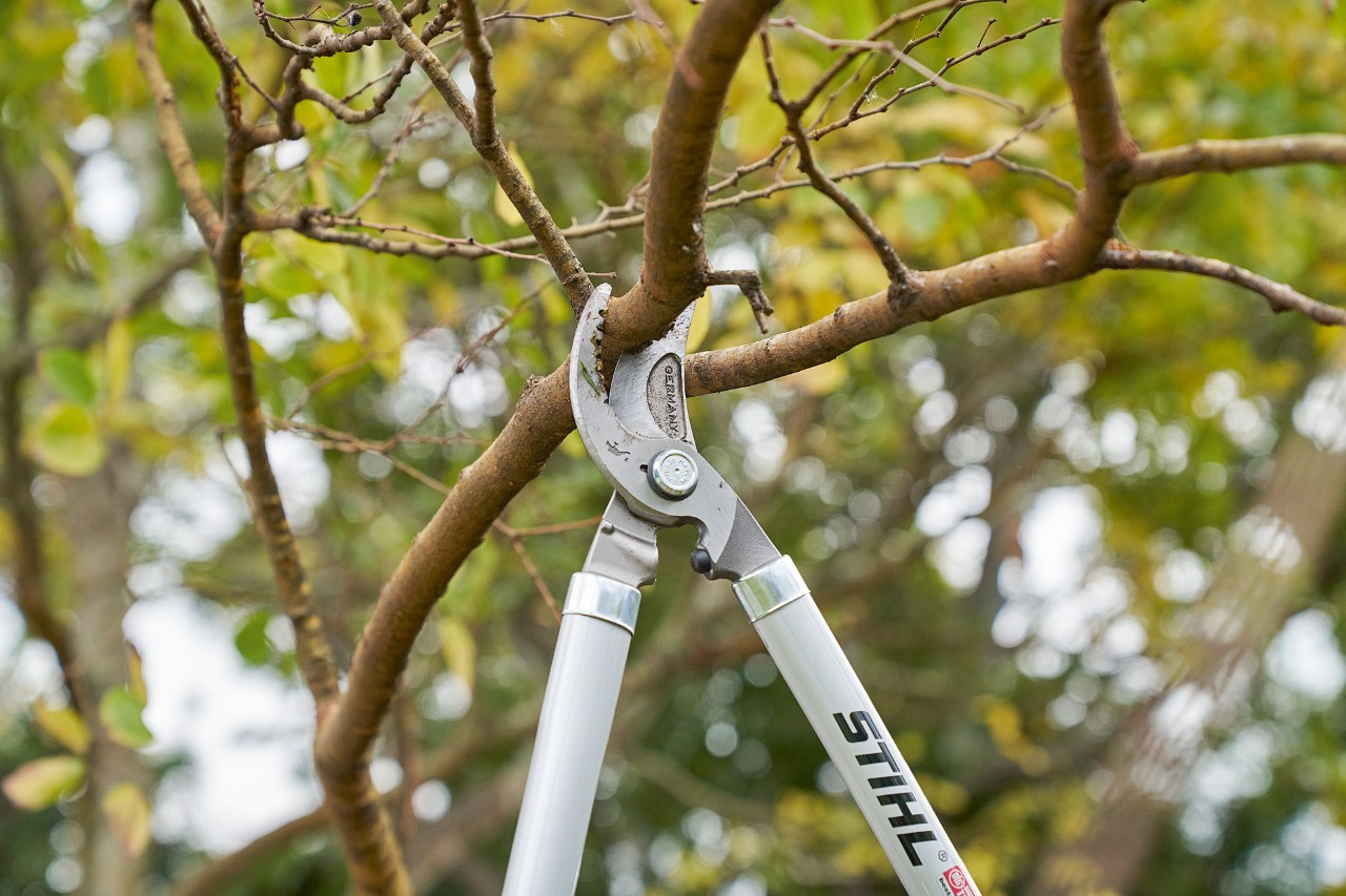  Iemand snoeit met de STIHL Bypass PB 11 snoeischaar een tak van een kroon