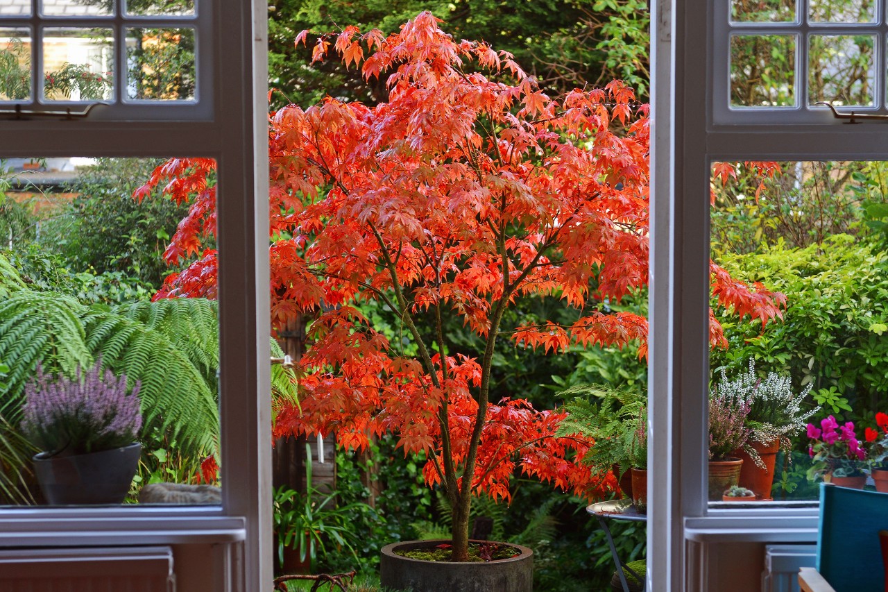 Uitzicht vanaf een veranda op een rode Japanse esdoorn in een kleine tuin