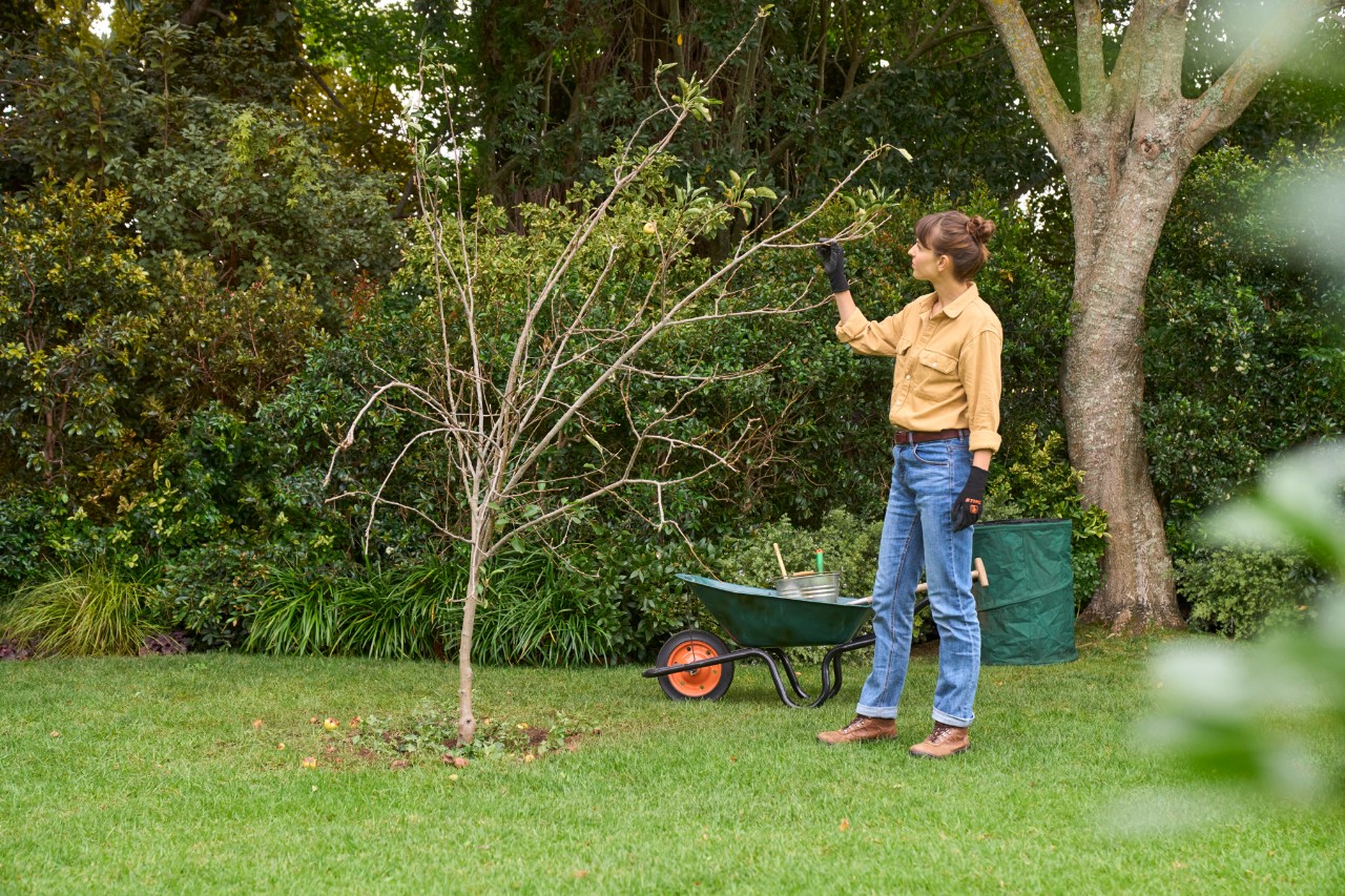Een vrouw snoeit een fruitboom