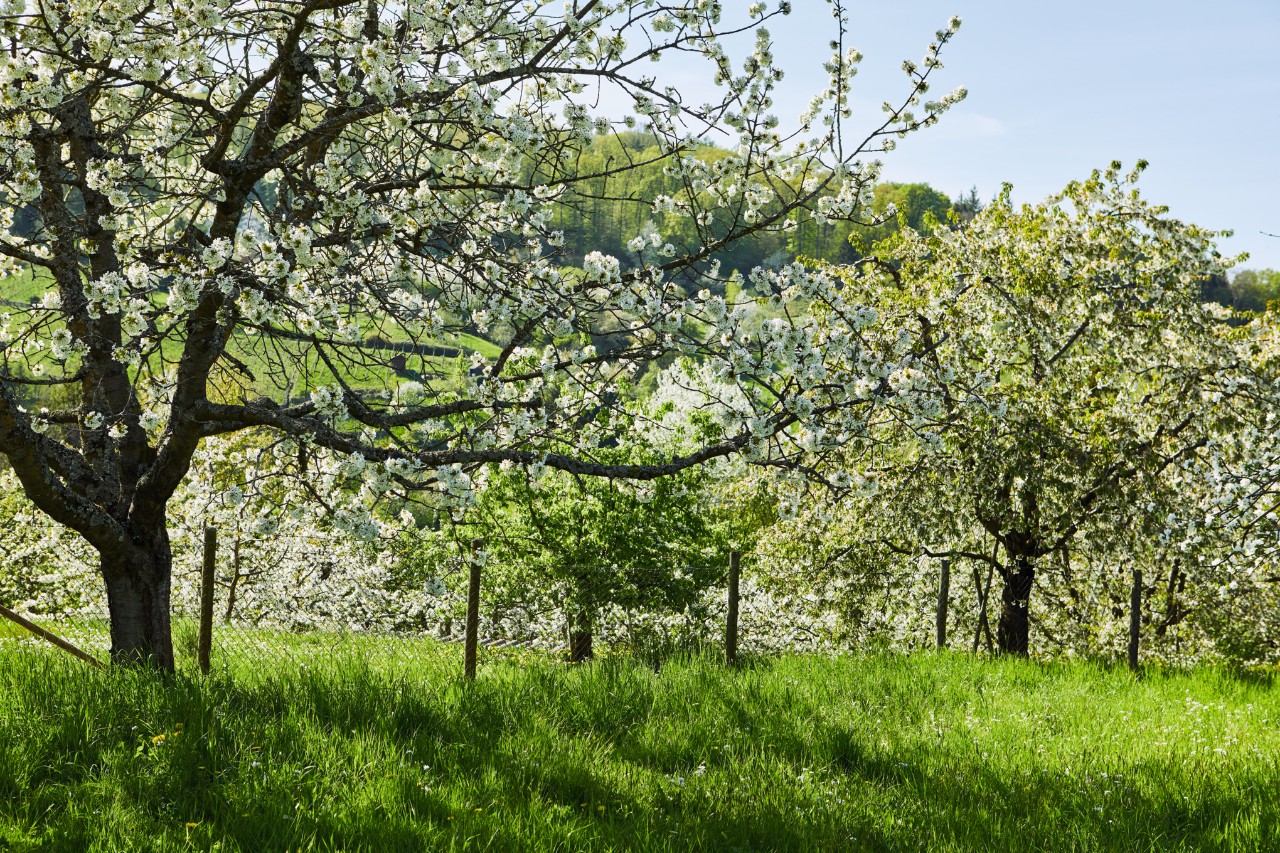Bloeiende appelbomen in een boomgaard