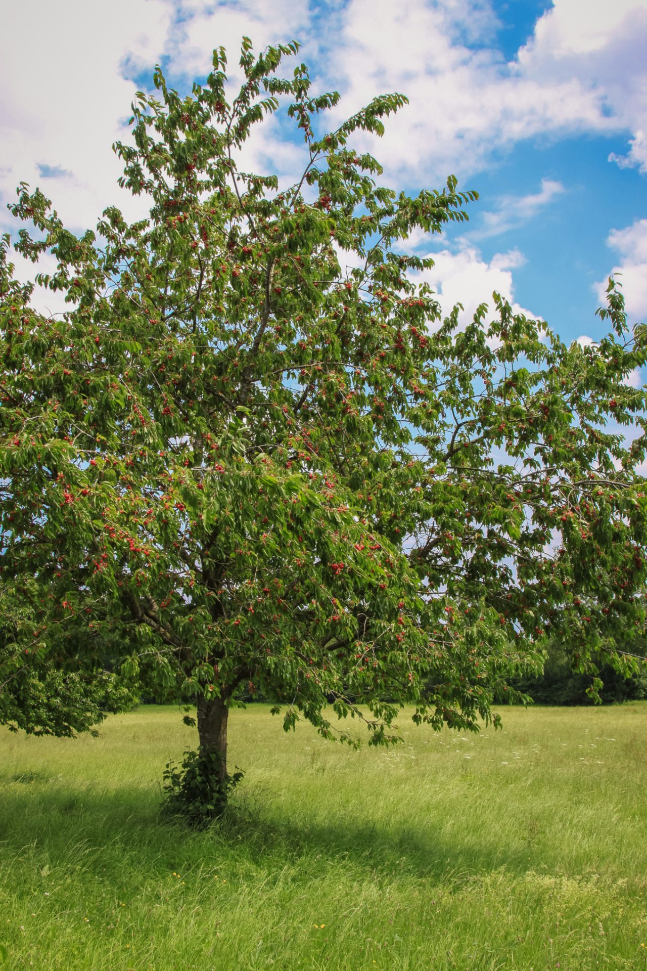 Kersenboom met veel vruchten op een weide