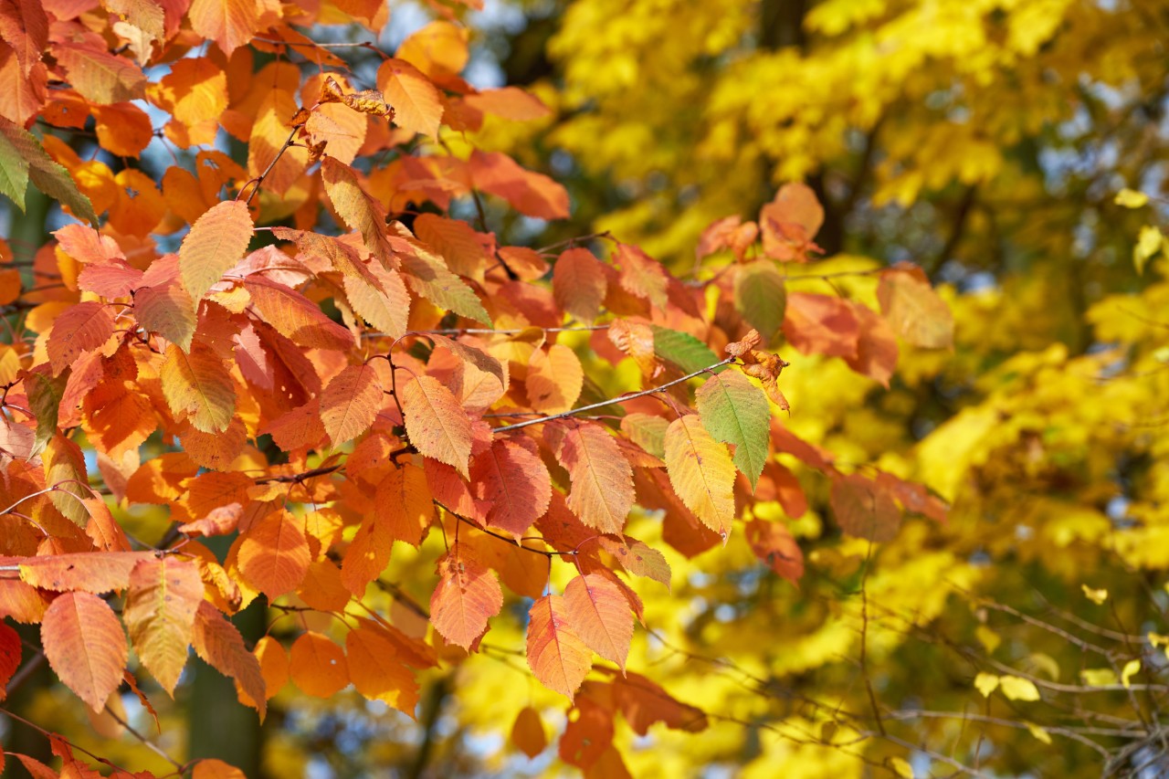 Kersenboom in de herfst met oranje-rode bladeren