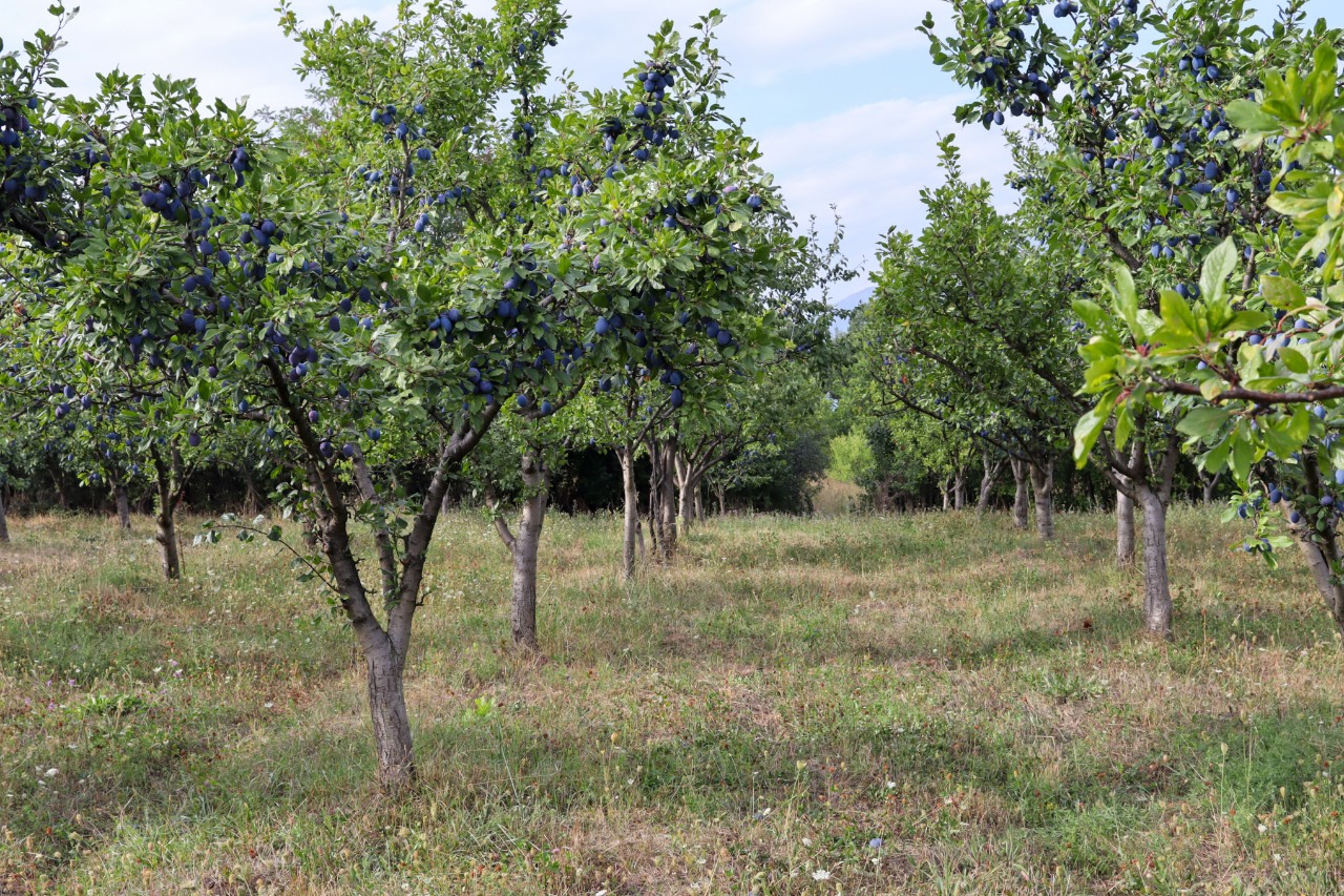 Weelderige pruimenbomen in een boomgaard