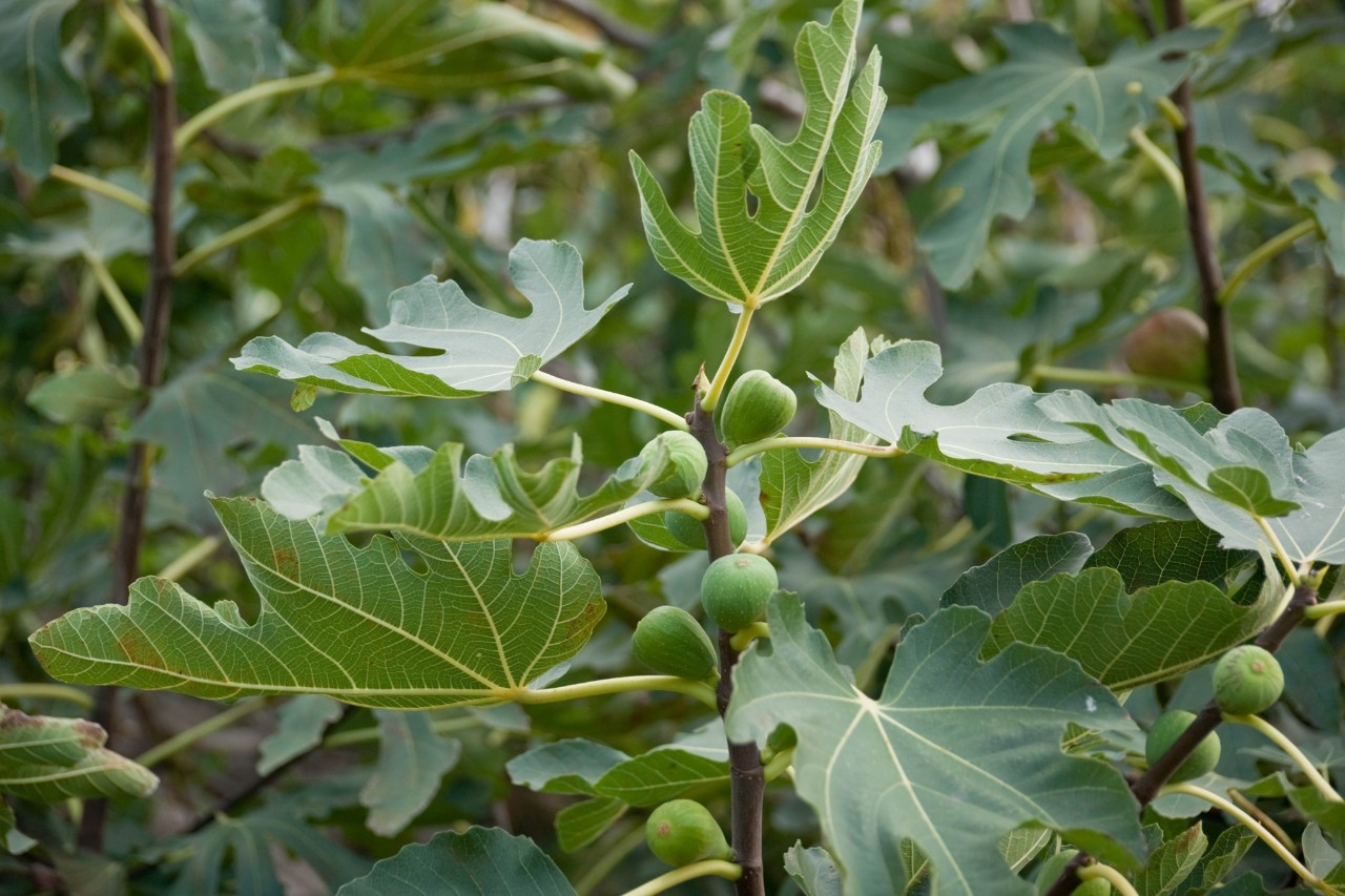 Vijgenboom in de tuin met veel vruchten