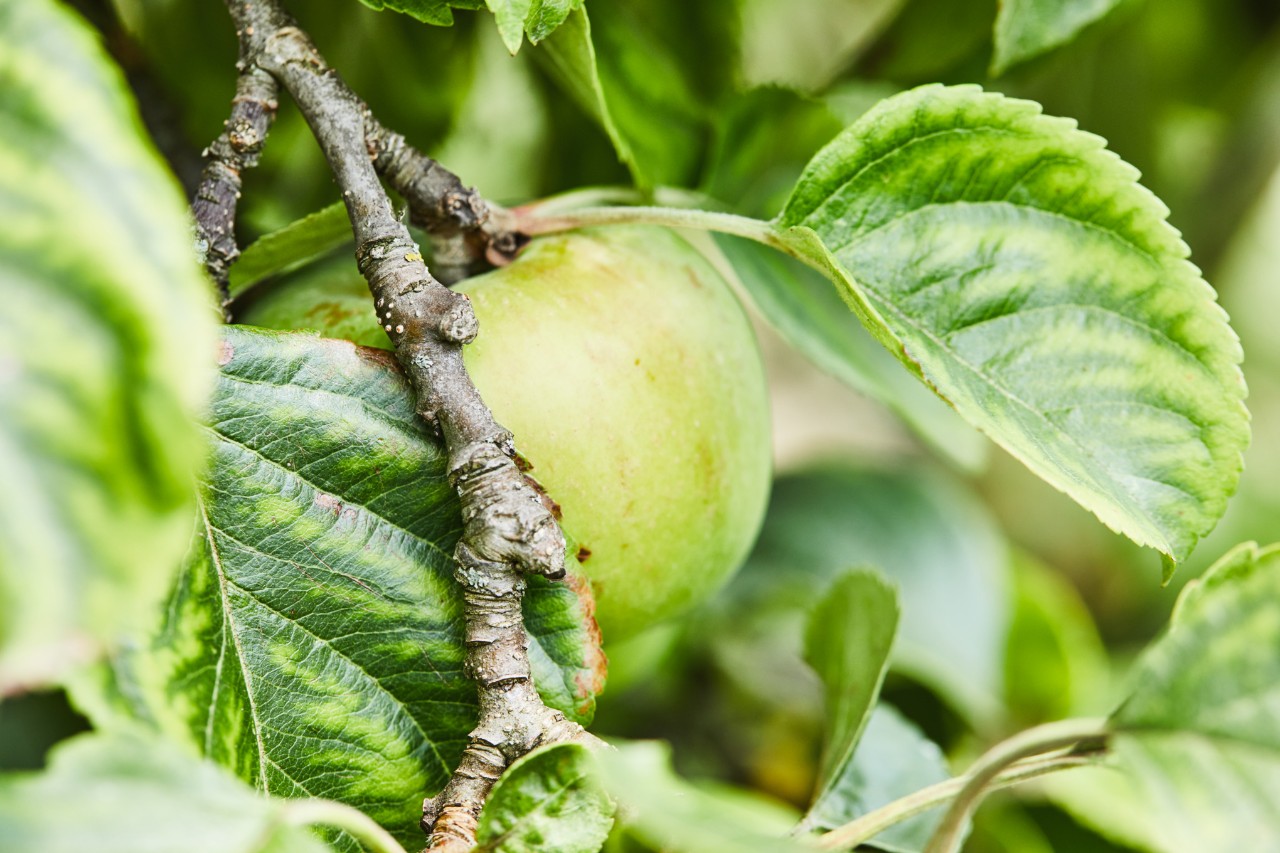 Groene appel aan een tak