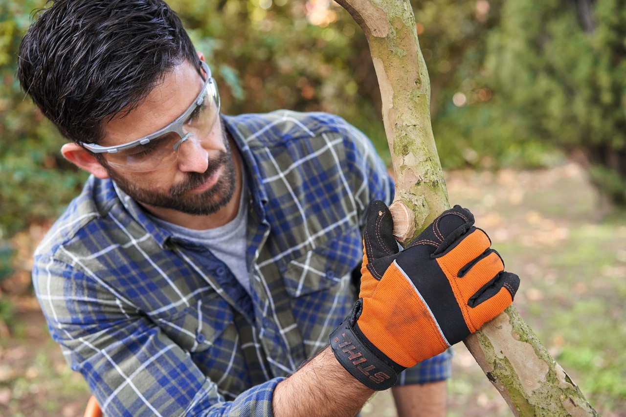 Een man met veiligheidsbril controleert een plek op de boom waar een tak is afgesnoeid 