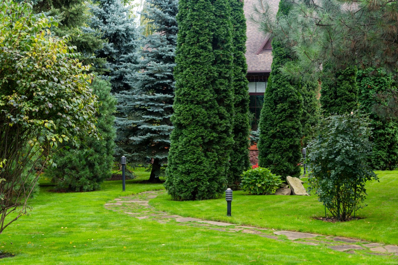 Tuin met gazon en groenblijvende bomen