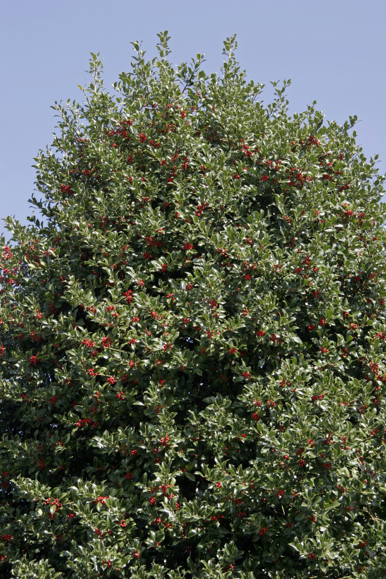 Europese hulst met rode bessen onder blauwe hemel 
