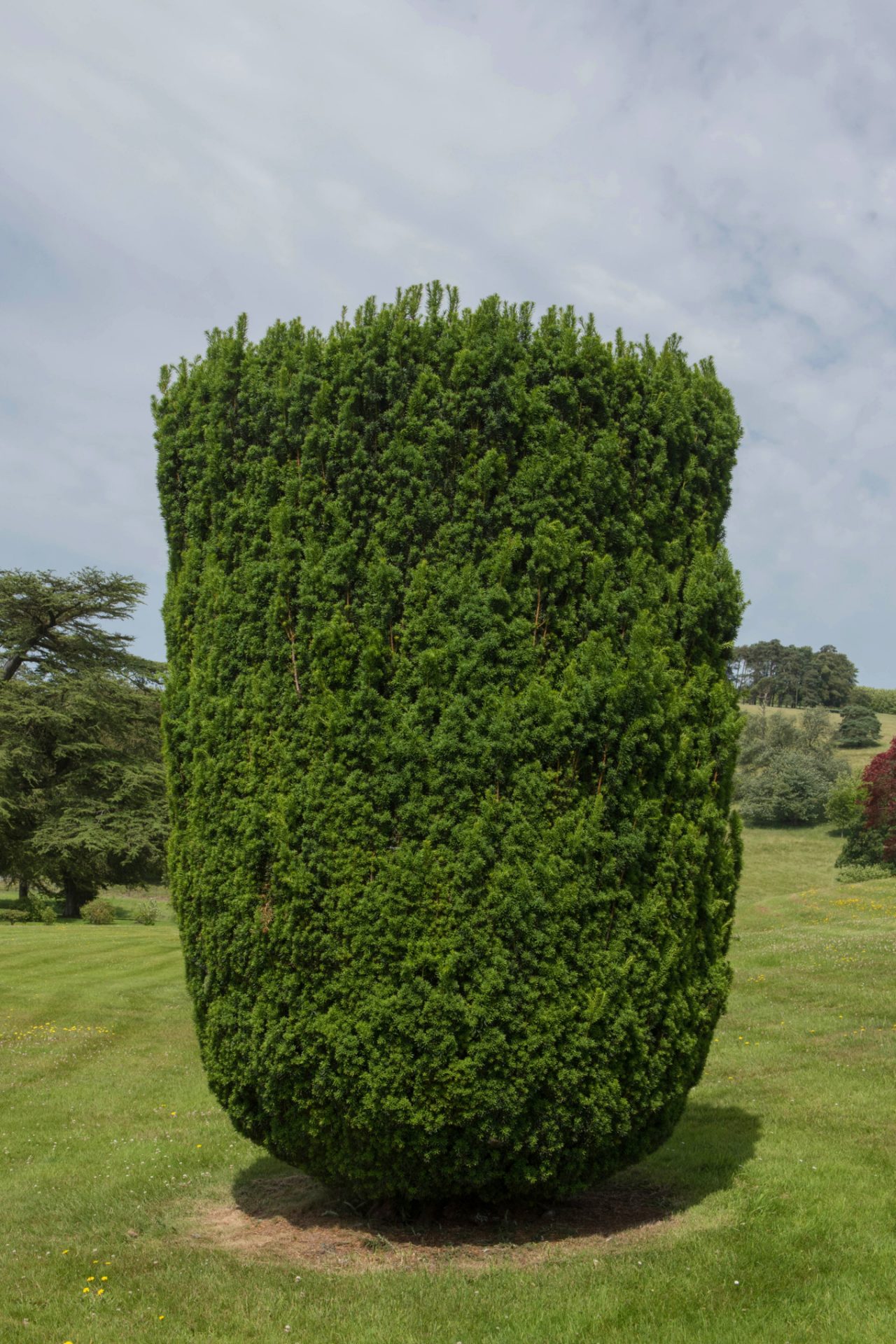 Keurig gesnoeide Europese taxus op een weide