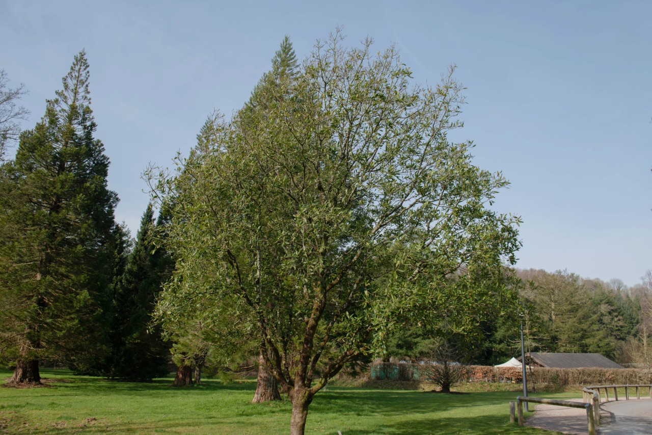 Wintergroene eik onder blauwe hemel