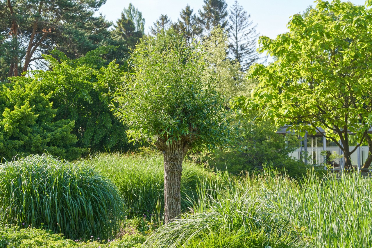 Schietwilg, temidden van andere planten