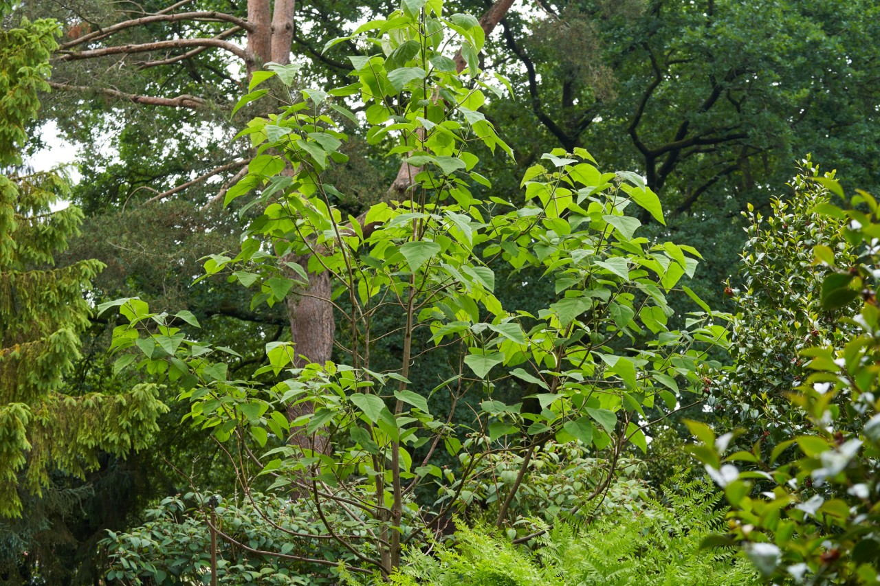 Anna Paulownaboom, temidden van andere planten
