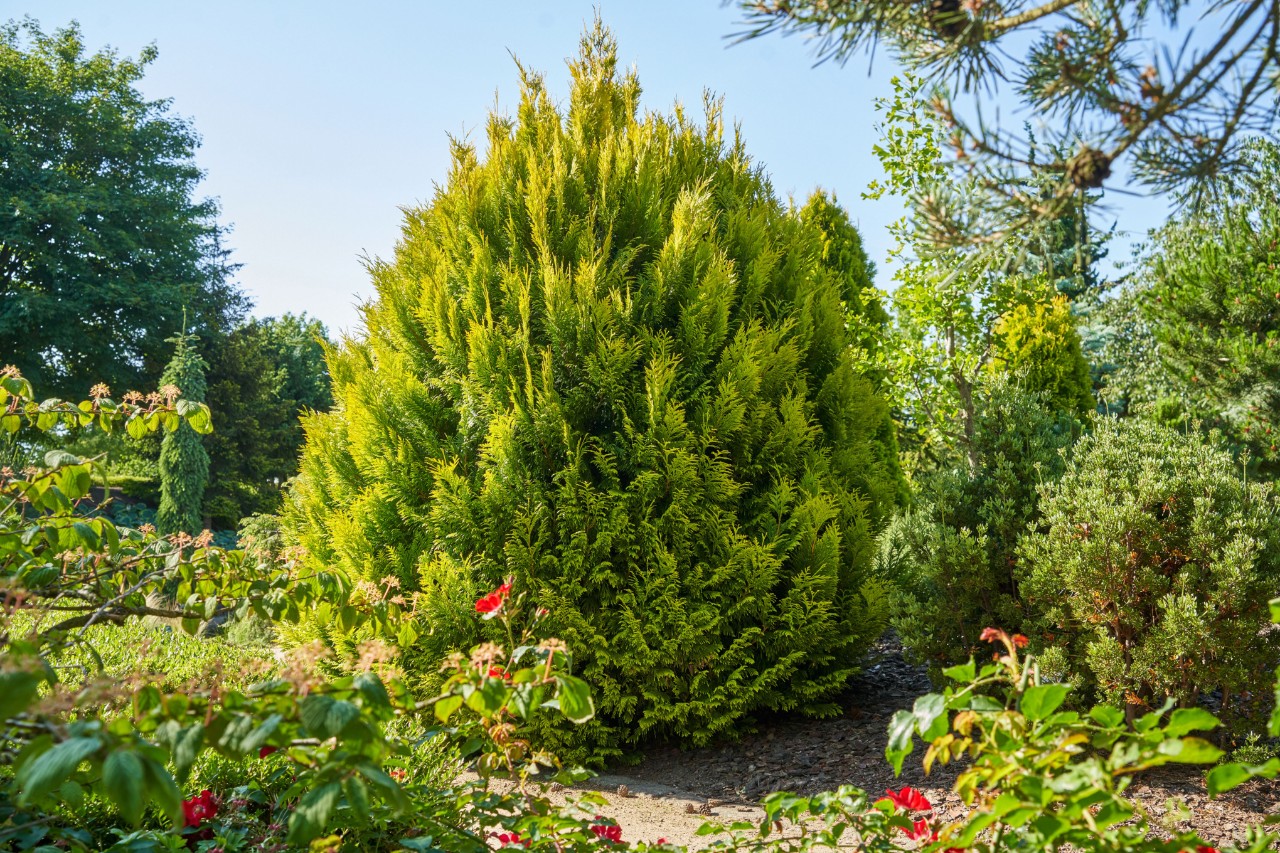 Gele levensboom, omringd door andere struiken
